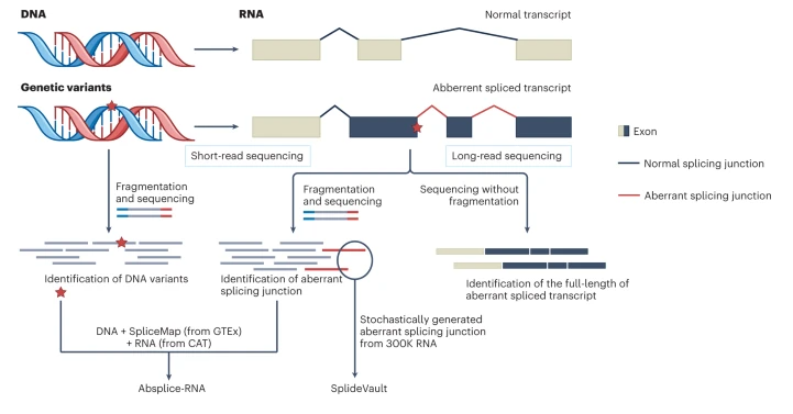 Deciphering DNA variant-associated aberrant splicing with the aid of RNA sequencing