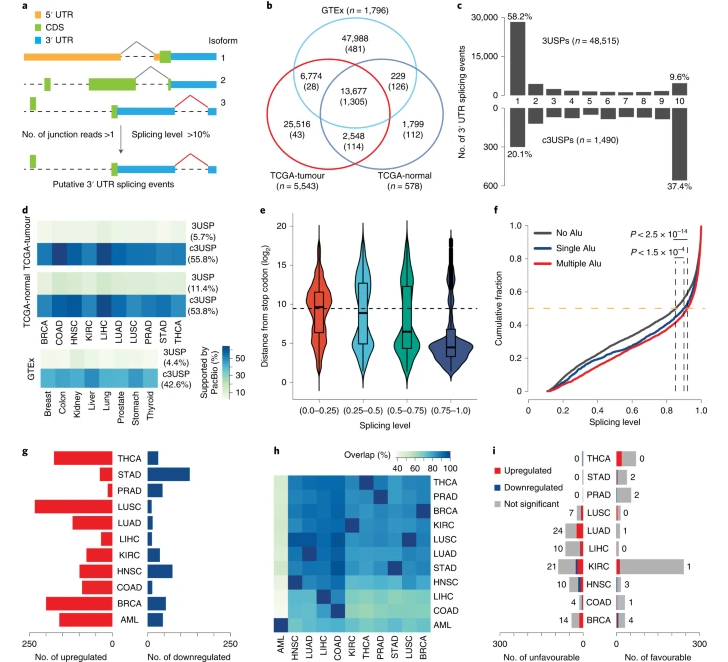 Pan-cancer pervasive upregulation of 3 UTR splicing drives tumourigenesis