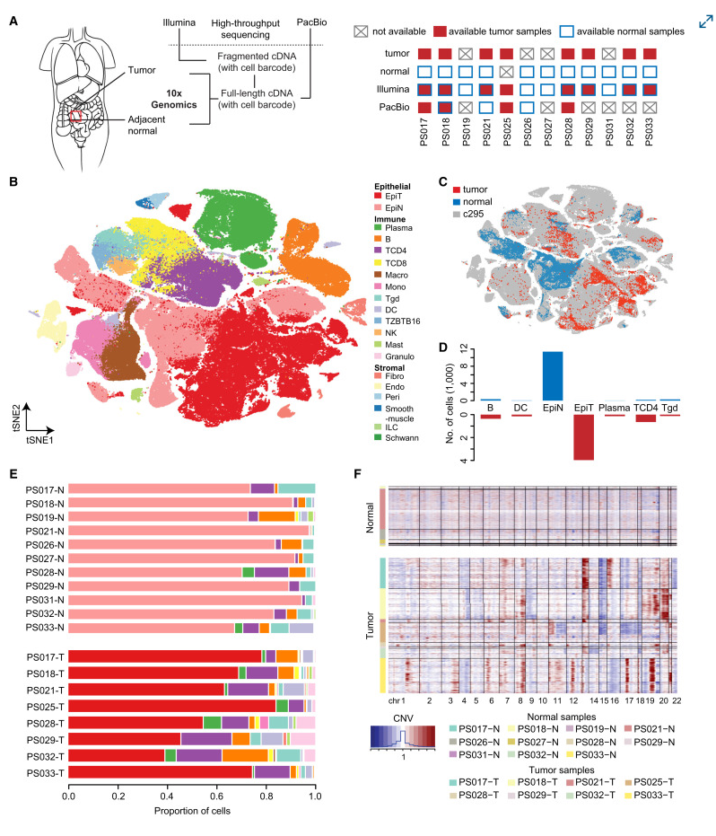 An isoform-resolution transcriptomic atlas of colorectal cancer from long-read single-cell sequencing