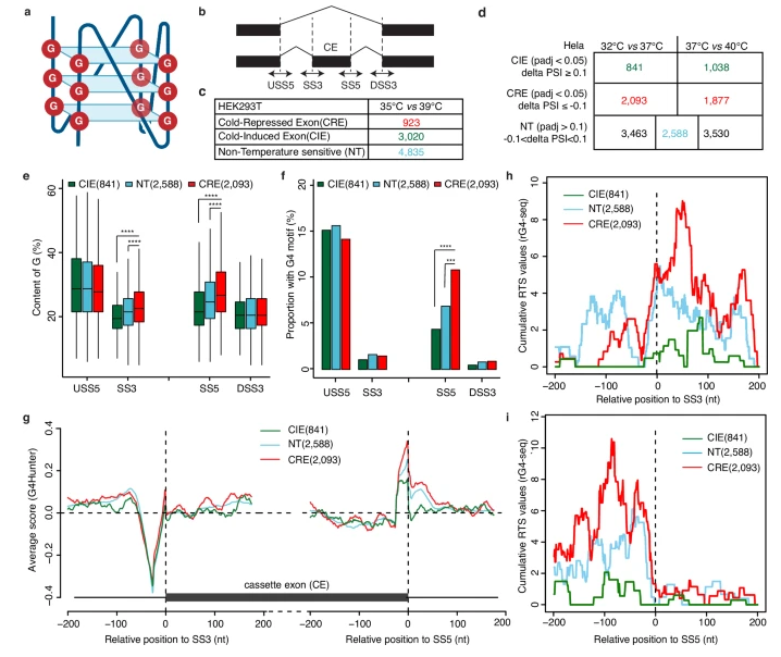 Stabilizing a mammalian RNA thermometer confers neuroprotection in subarachnoid hemorrhage