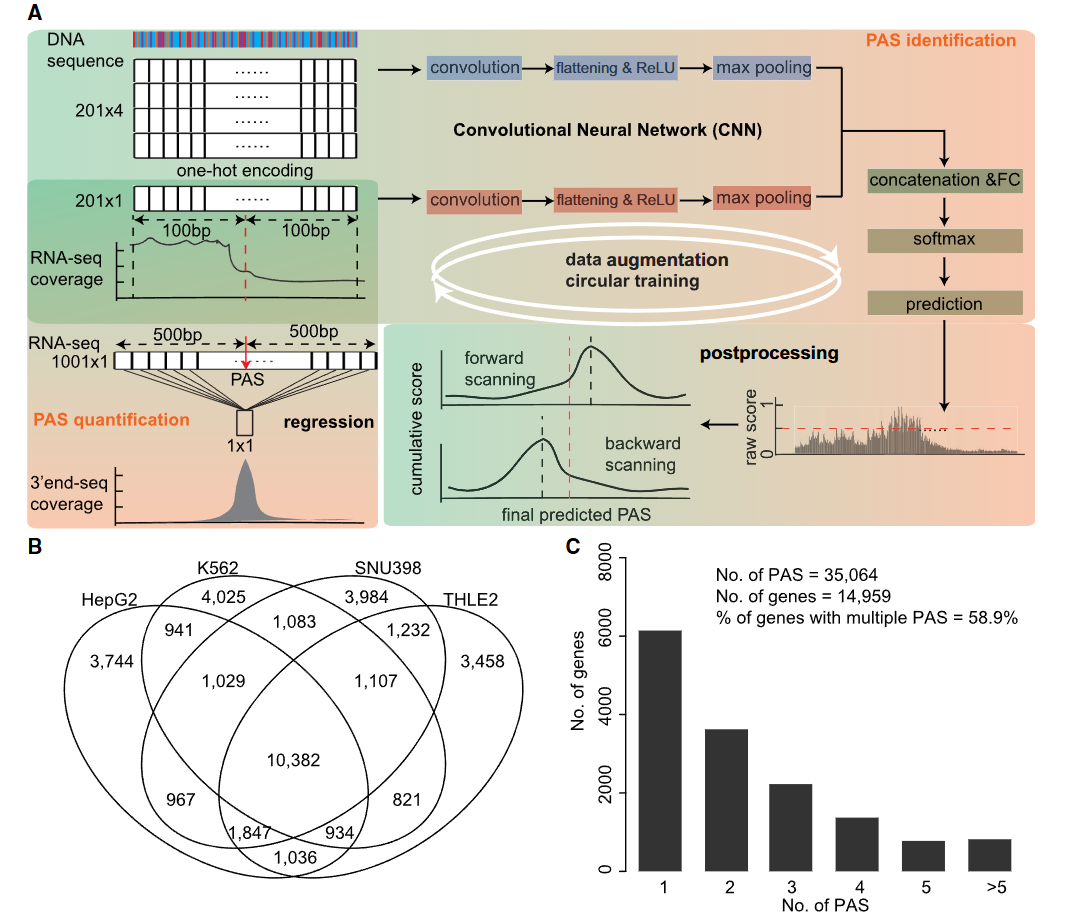 Accurate transcriptome-wide identification and quantification of alternative polyadenylation from RNA-seq data with APAIQ